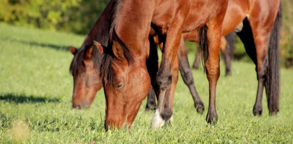 Equine Metabolic Syndrome (EMS)