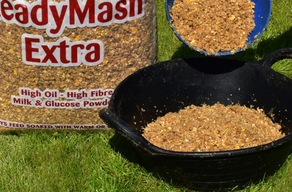 Benefits of Feeding a Mash
