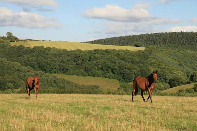 Nutritional Value of Grass