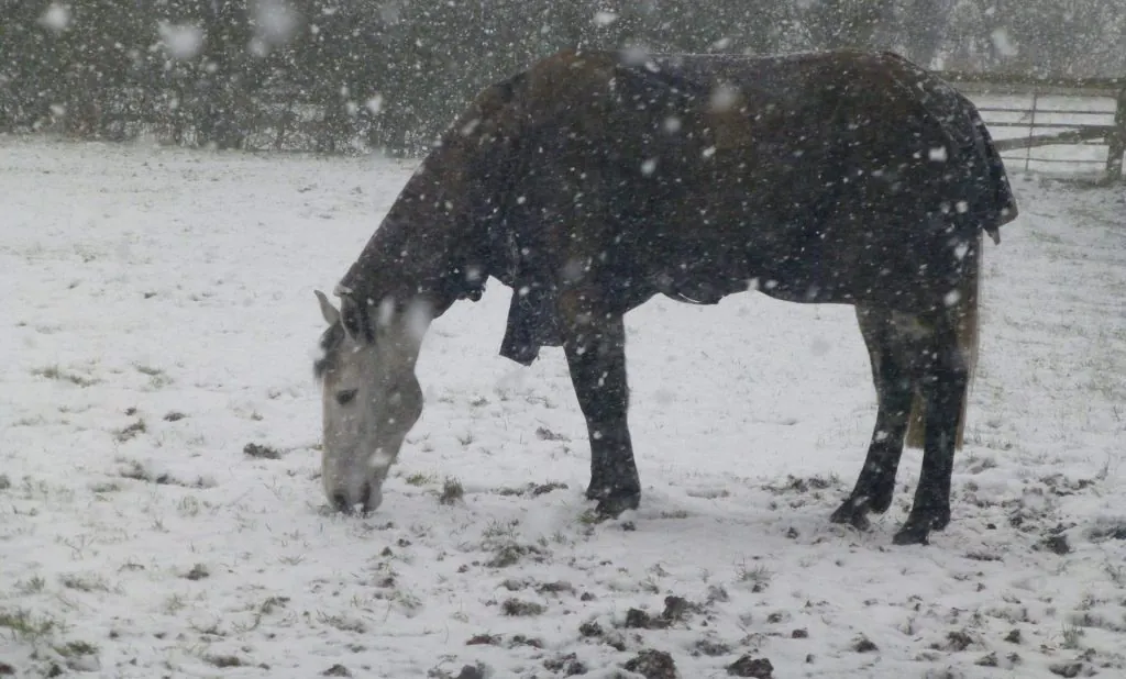 Winter Grazing