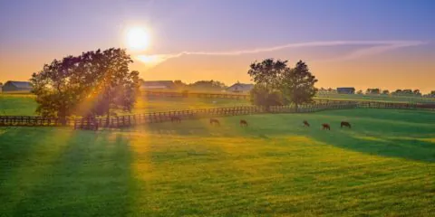 Top Tips for Grassland Management