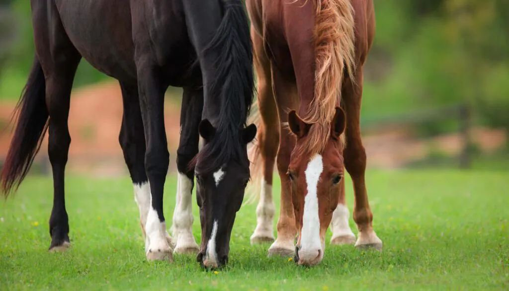 Summer Grazing