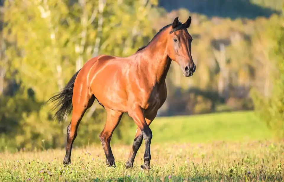 Rhabdomyolysis / Tying-up in Horses