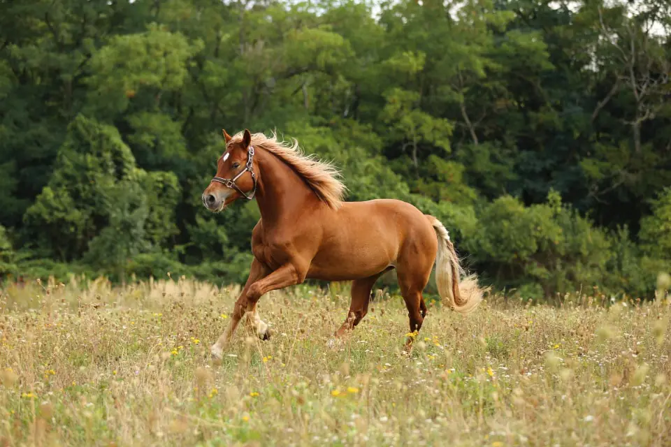 Making Sense of Laminitis