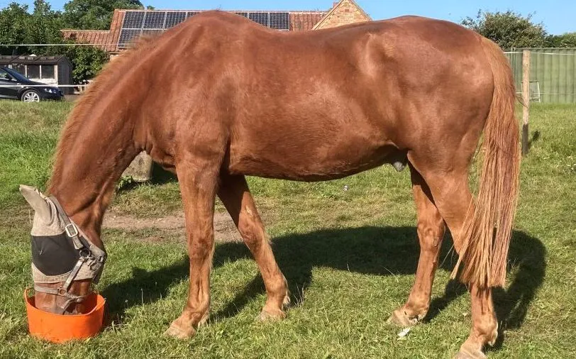 Retired Grade A Showjumper Thriving on Solution Mash!