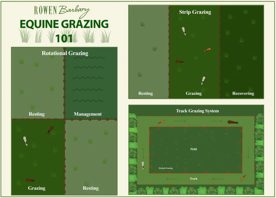 Equine Grazing 101: Choosing the Right Grazing System for Your Horse
