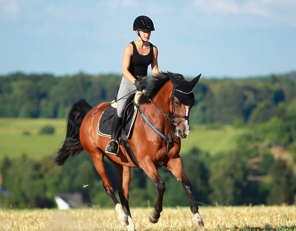Riding on Hard Ground: How to Protect Your Horse’s Joints
