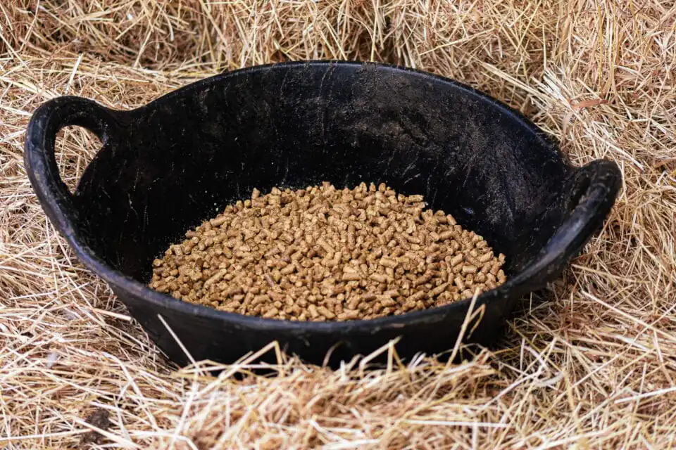 Super Fibres: The Secret to Safe, Digestible Energy for Horses