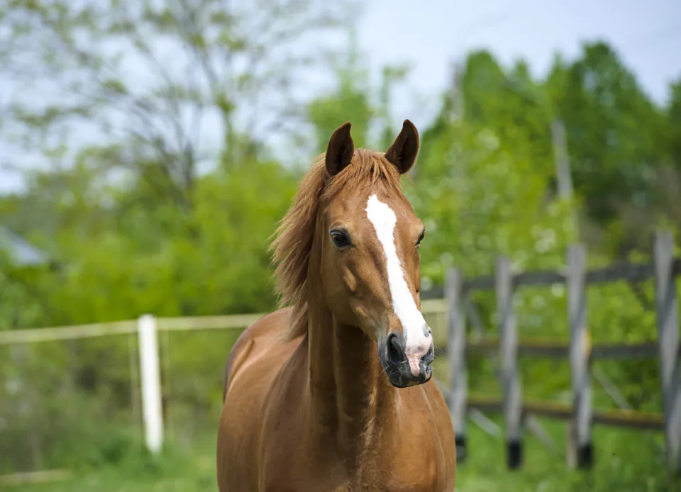 Feeding the Senior Horse: What Age Should You Start?